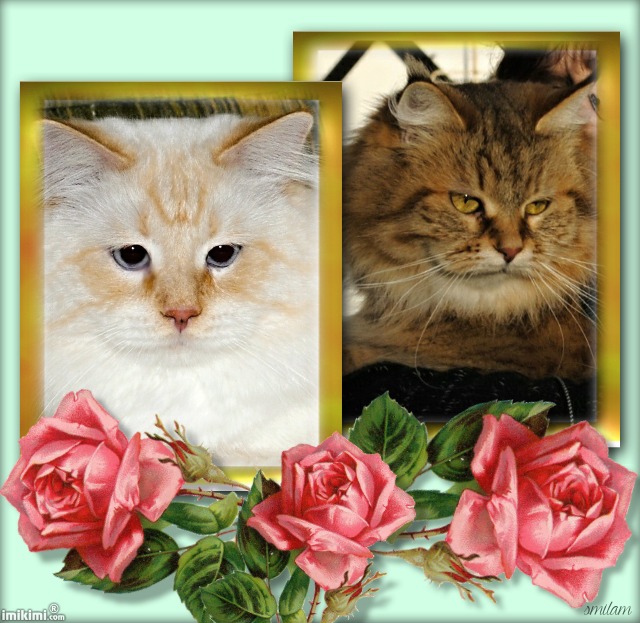 Double Frame with Roses - 2zxDa-2U6cR - normal