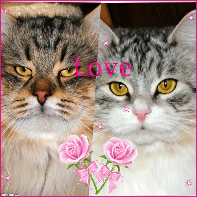 Double Love Frame with Roses 2zxDa 6WCFZ normal