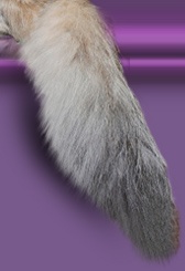 Tail